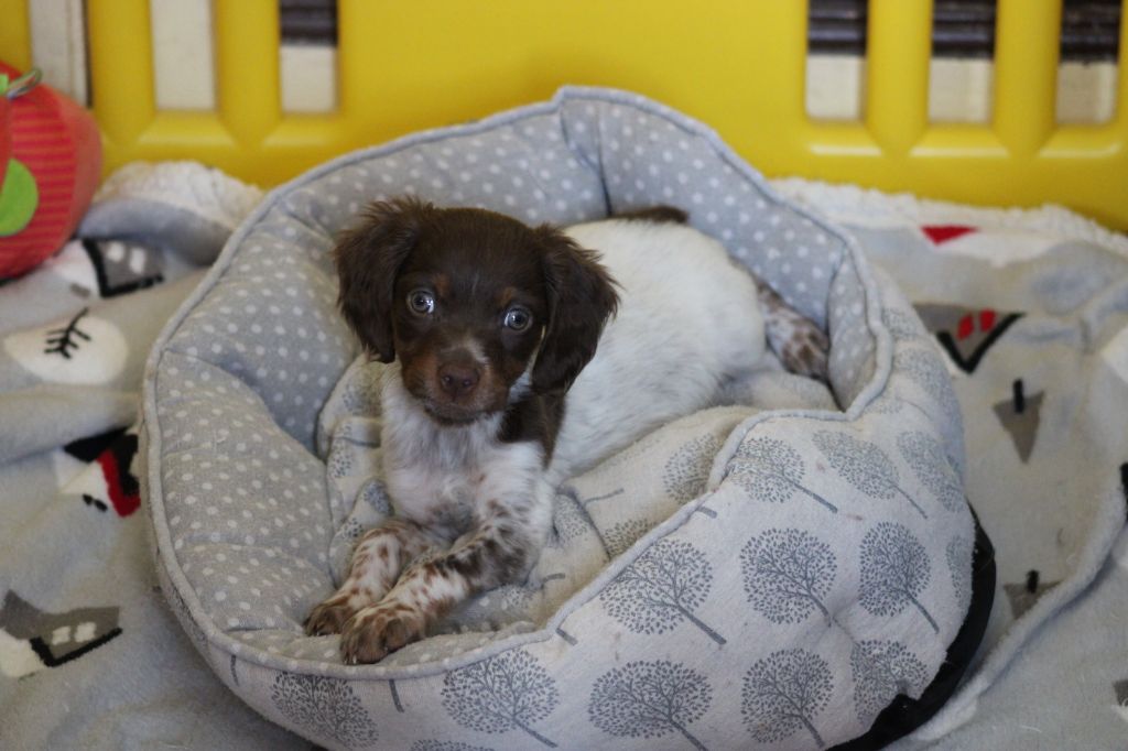 Toto De La Vallée De La Py