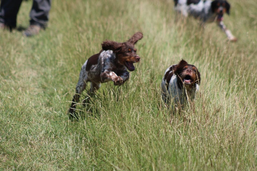 Toto De La Vallée De La Py