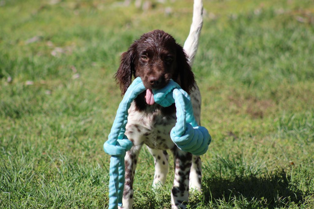 Alpha De La Vallée De La Py