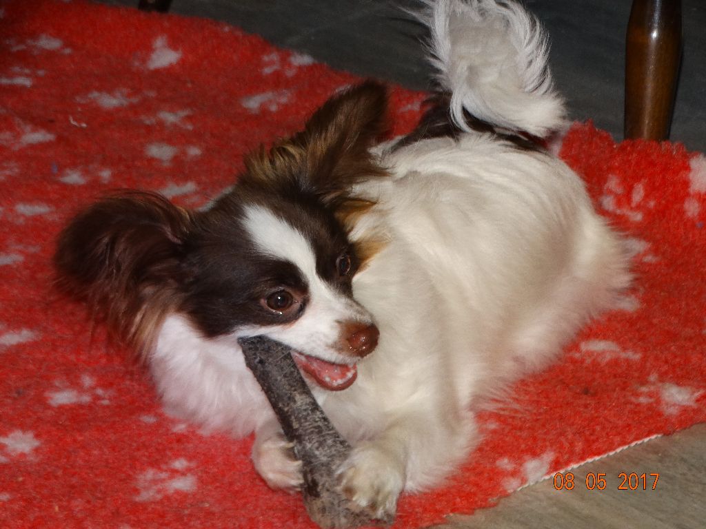 Mirabelle De La Vallée De La Py