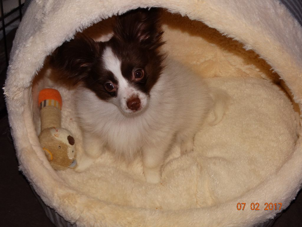 Mirabelle De La Vallée De La Py