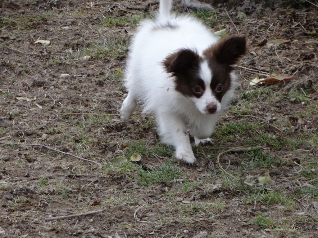 Mirabelle De La Vallée De La Py