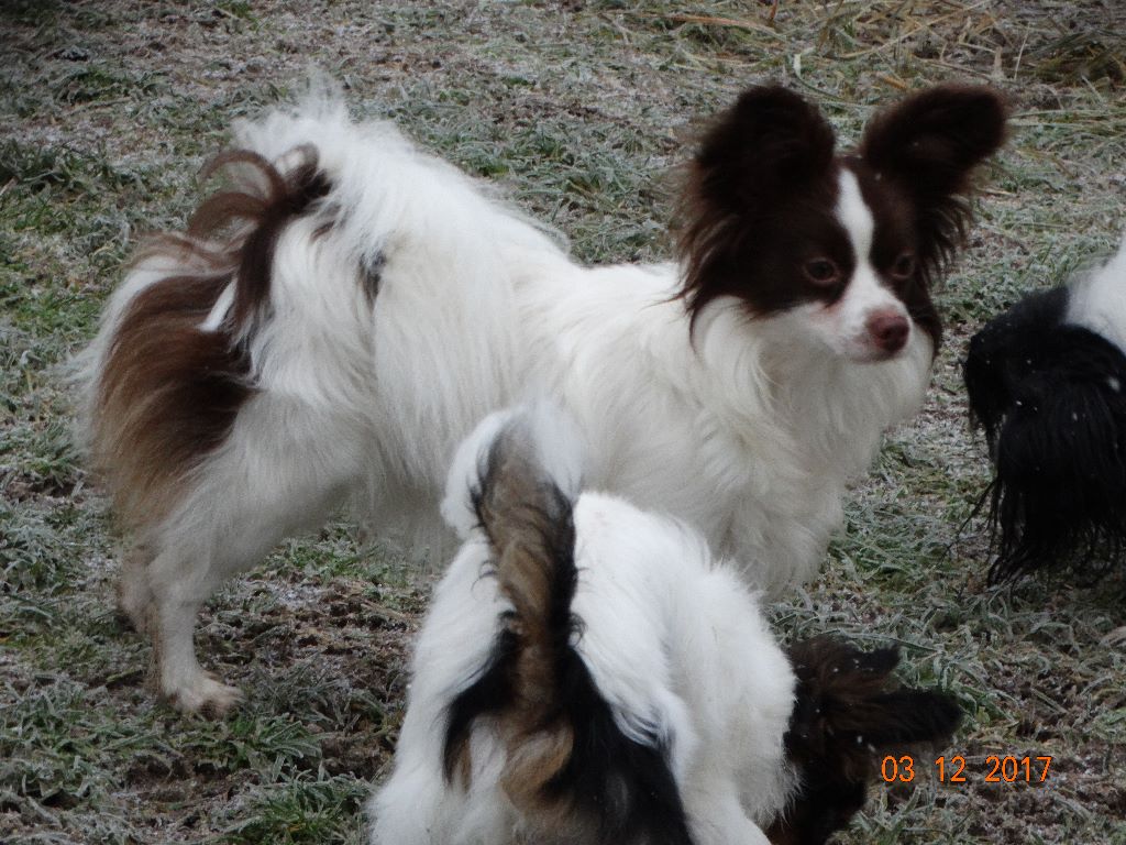 Mirabelle De La Vallée De La Py