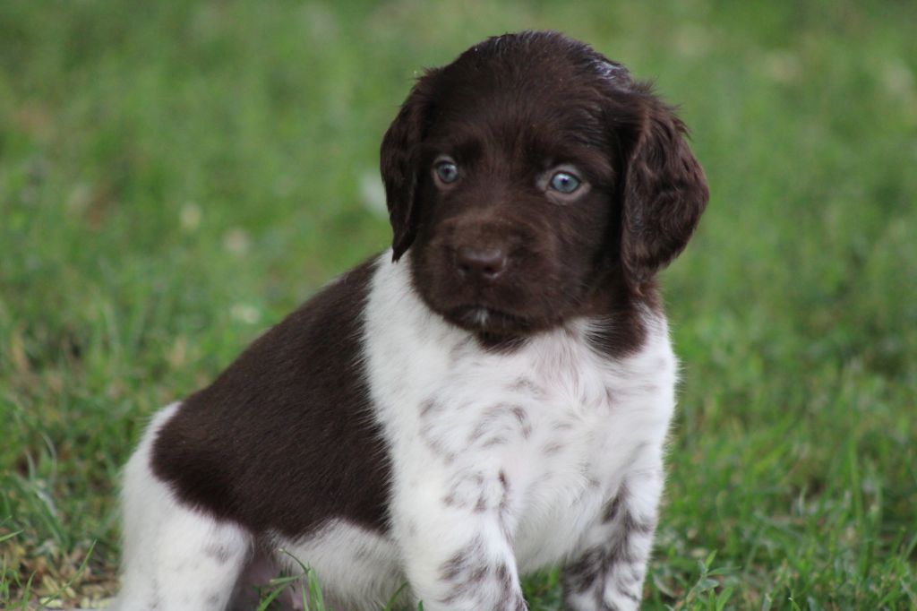 Alpha De La Vallée De La Py