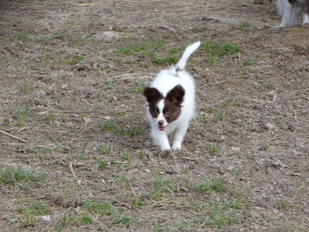 Mirabelle De La Vallée De La Py