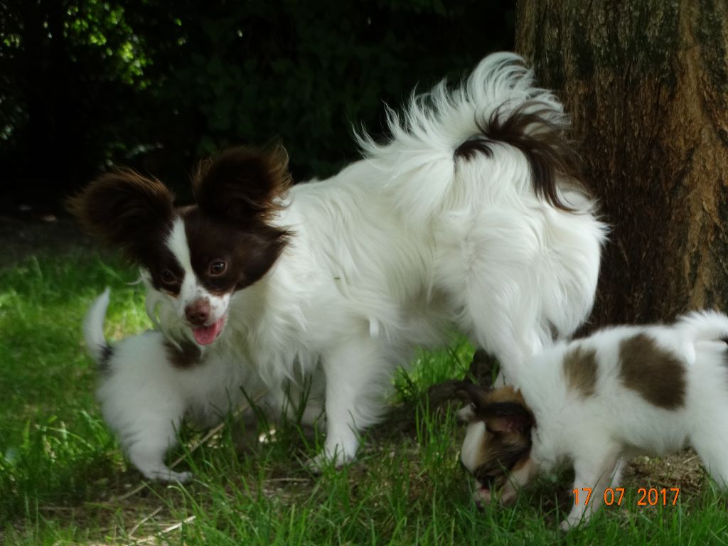 Mirabelle De La Vallée De La Py