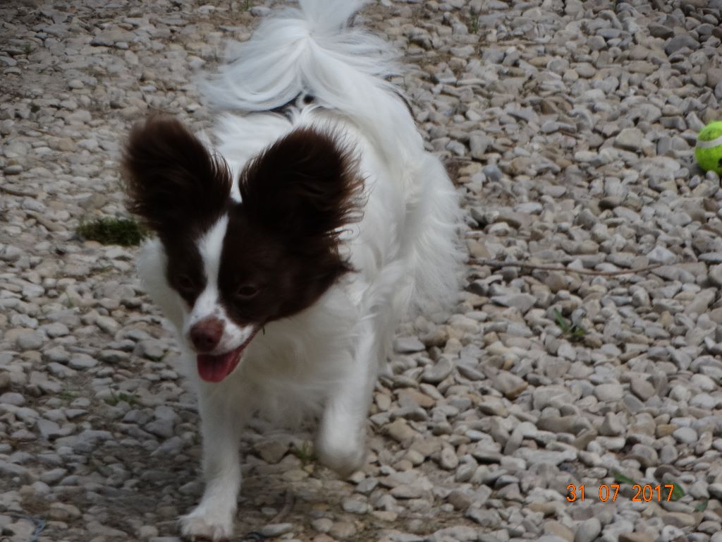 Mirabelle De La Vallée De La Py