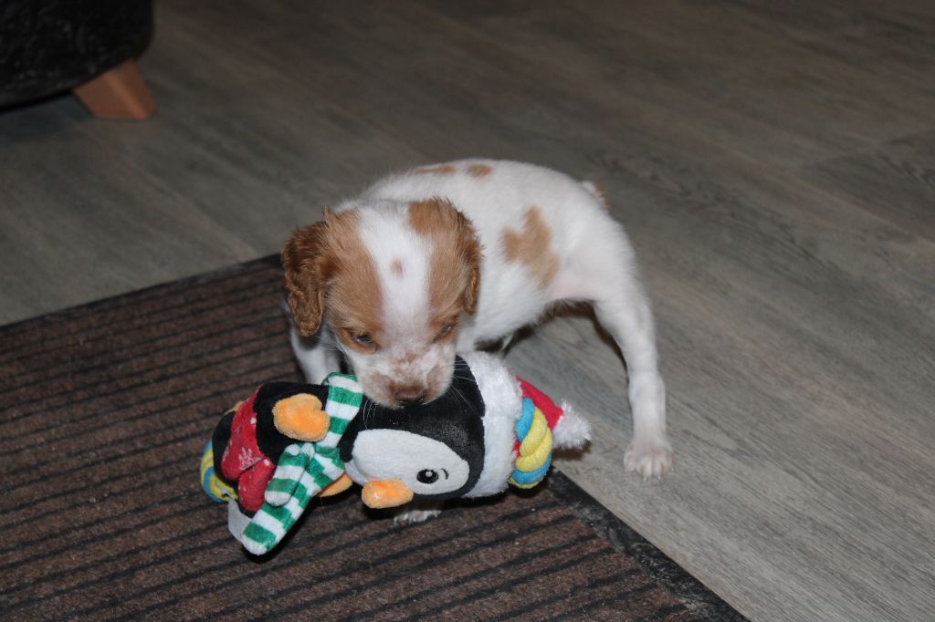 Tcho De La Vallée De La Py