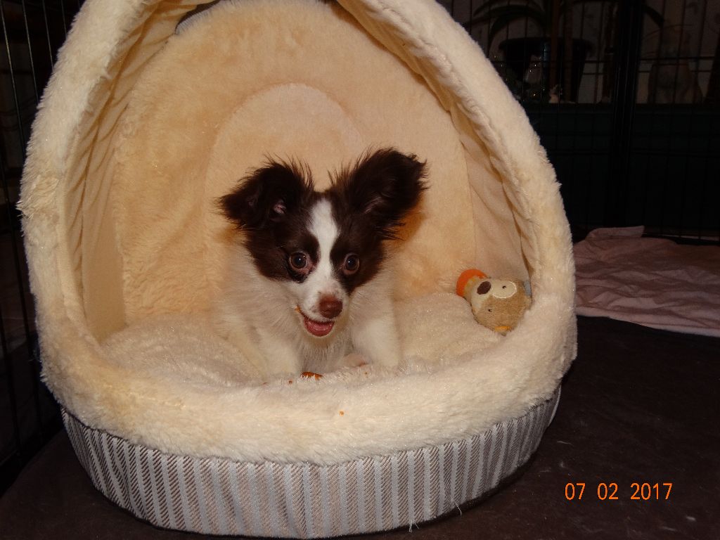 Mirabelle De La Vallée De La Py