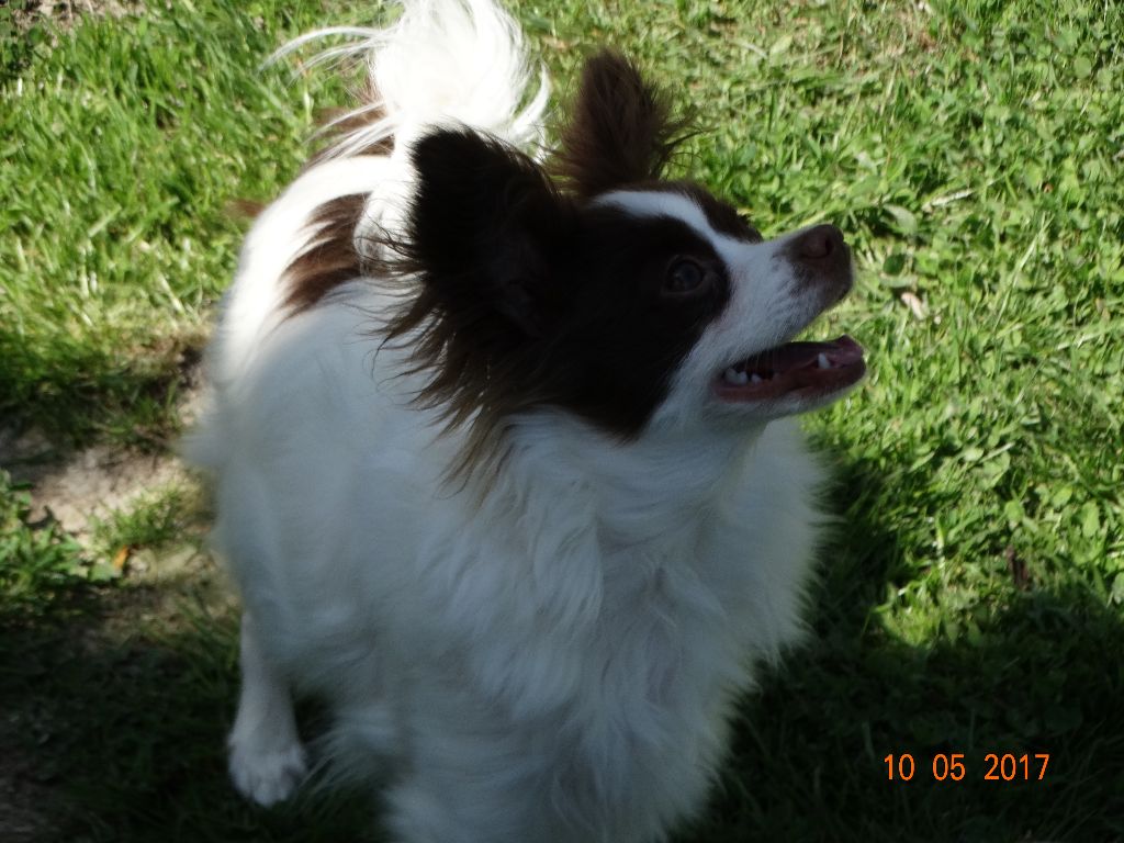 Mirabelle De La Vallée De La Py