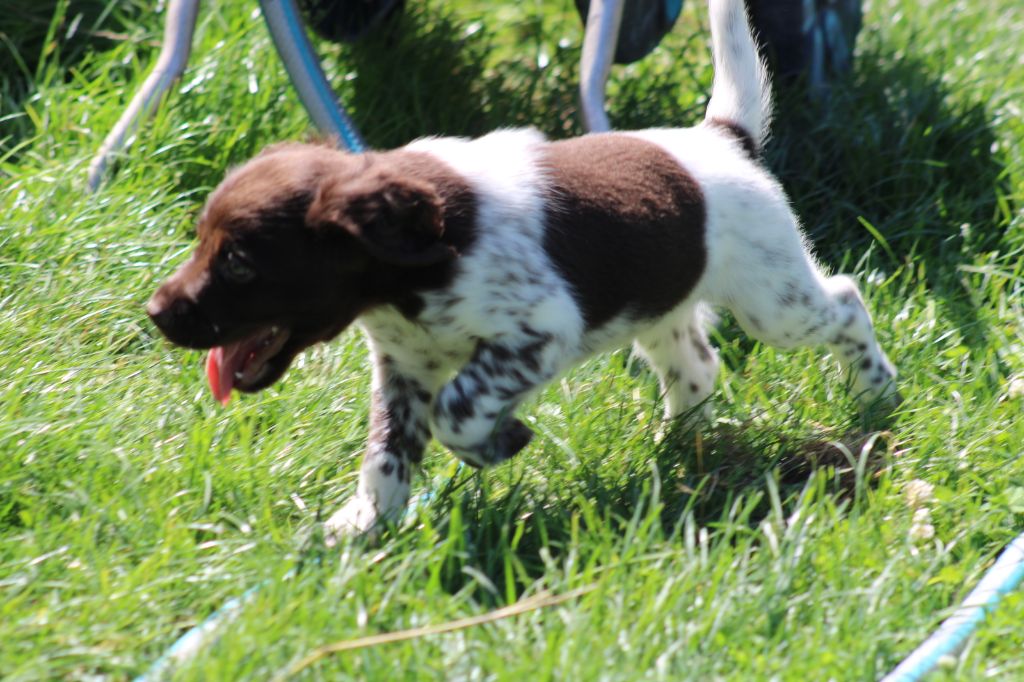 Alpha De La Vallée De La Py