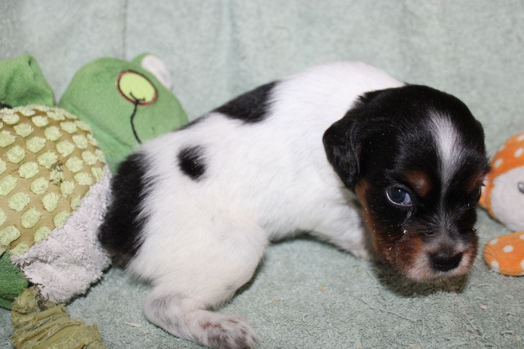 Publication : De La Vallée De La Py