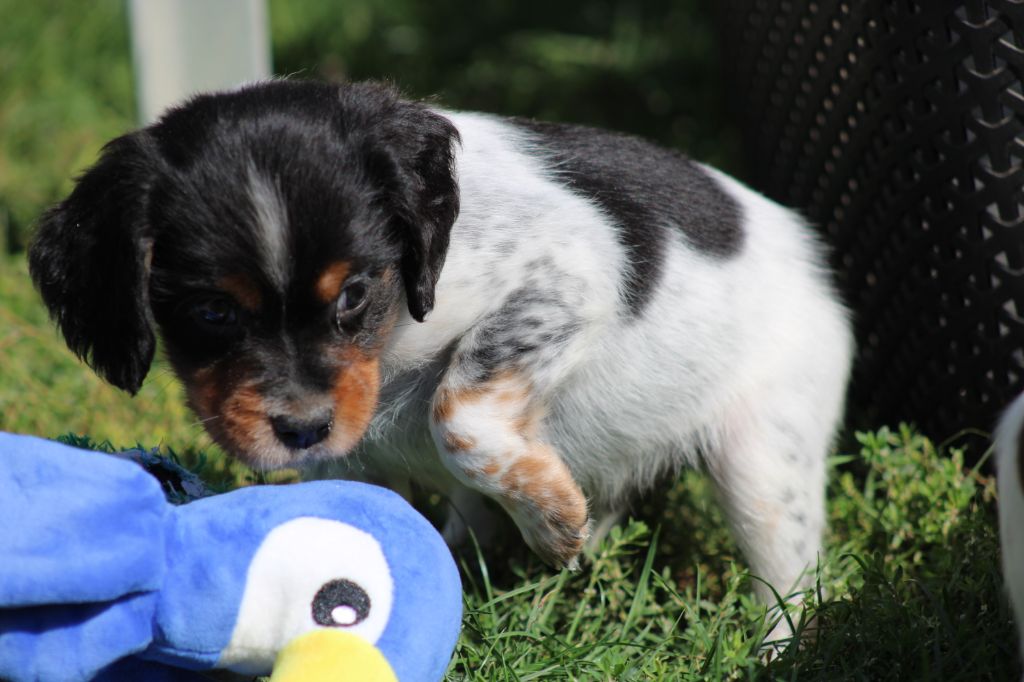 Publication : De La Vallée De La Py