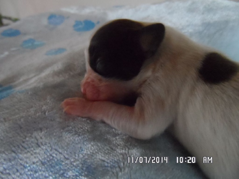 Jepp De La Vallée De La Py