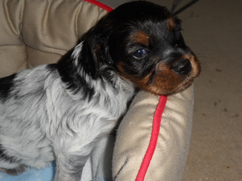 Harper De La Vallée De La Py