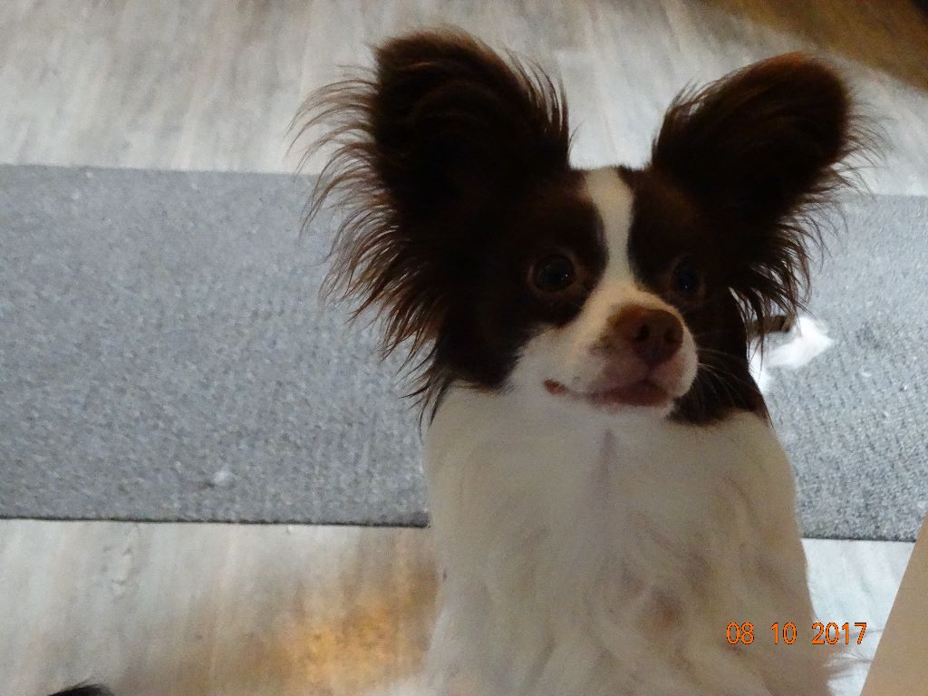 Mirabelle De La Vallée De La Py