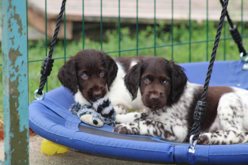 Alpha De La Vallée De La Py