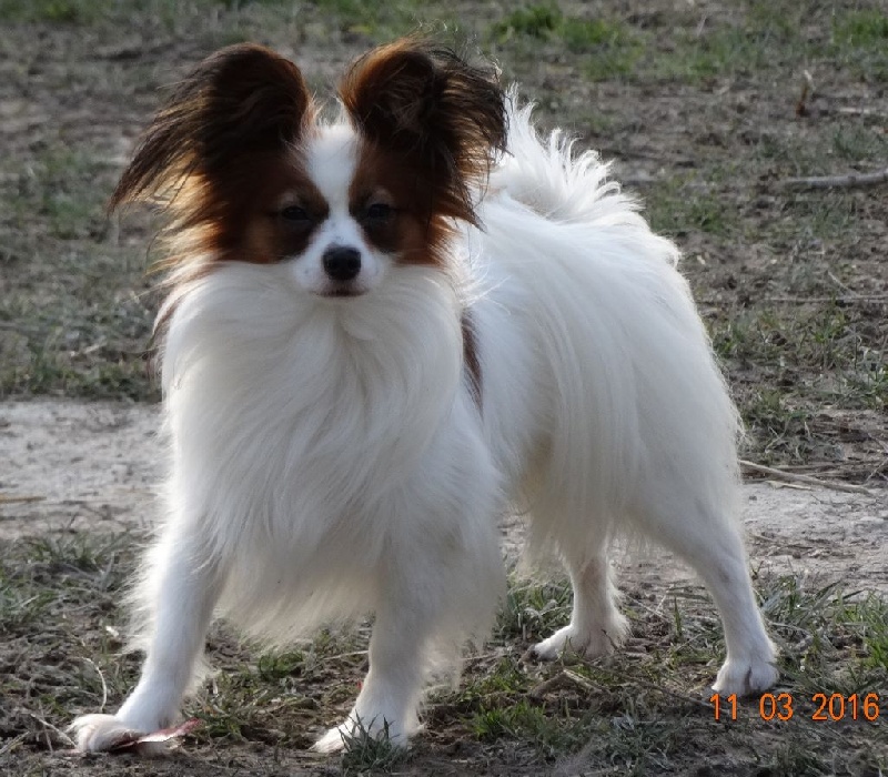 Jepp De La Vallée De La Py