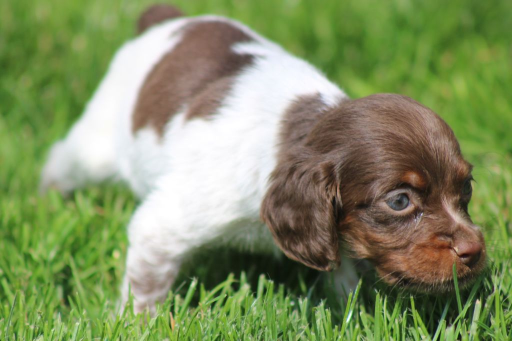 Toto De La Vallée De La Py