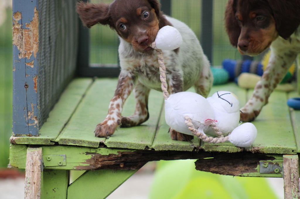 Toto De La Vallée De La Py