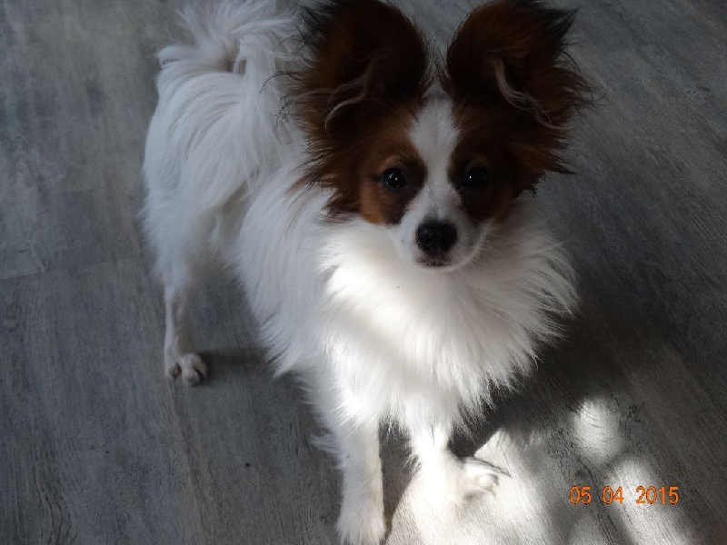 Jepp De La Vallée De La Py