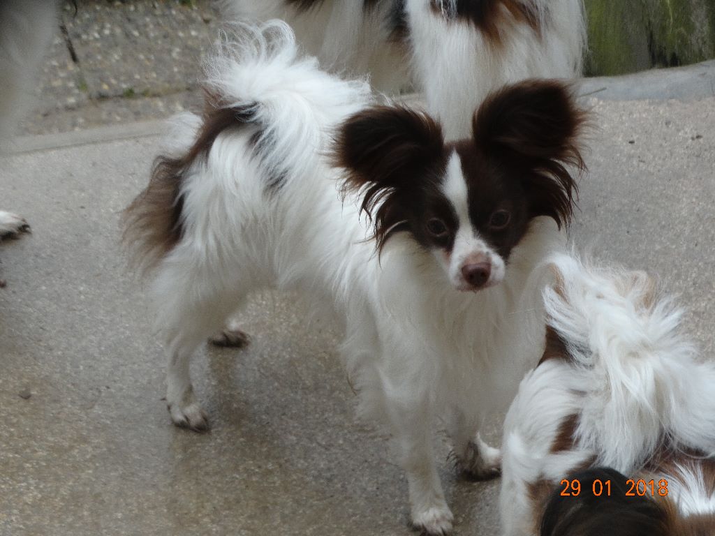 Mirabelle De La Vallée De La Py