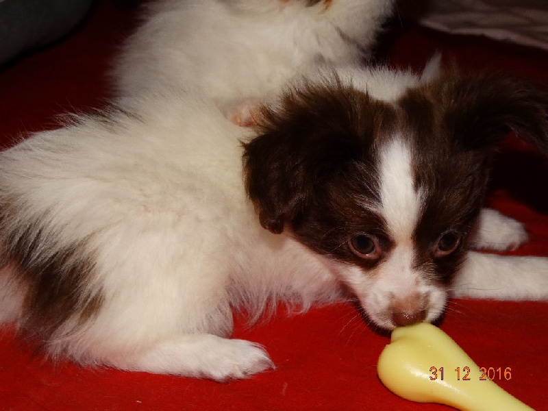 Mirabelle De La Vallée De La Py