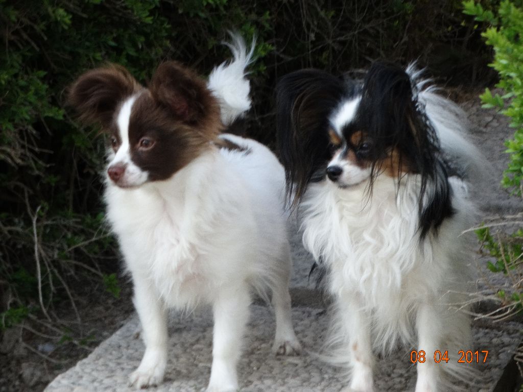 Mirabelle De La Vallée De La Py