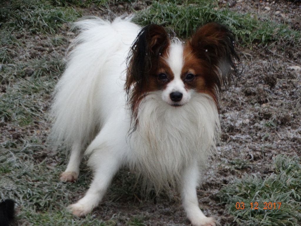 Jepp De La Vallée De La Py