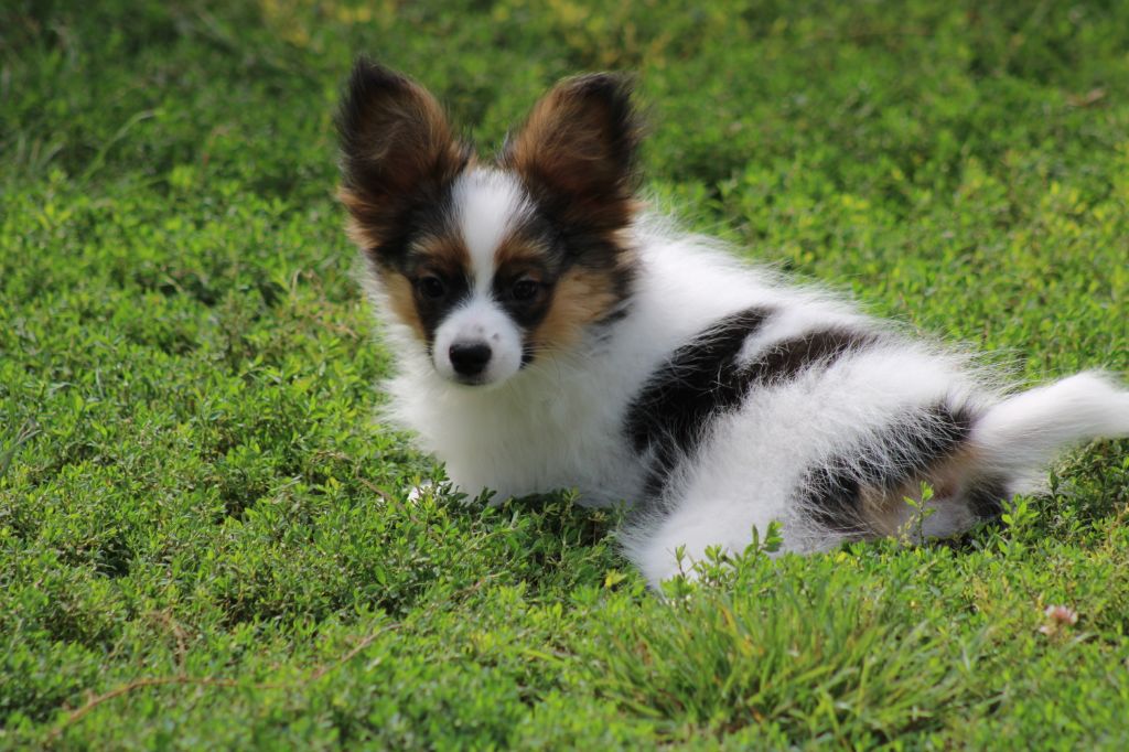 Ricky De La Vallée De La Py