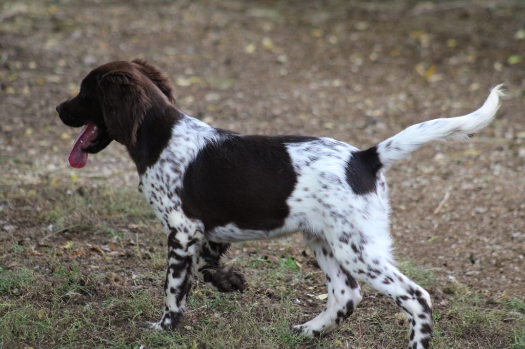 Alpha De La Vallée De La Py