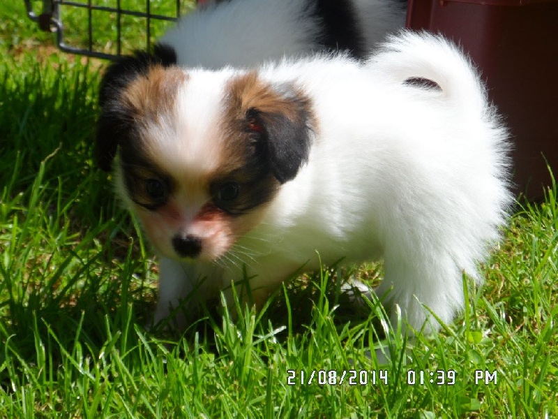 Jepp De La Vallée De La Py