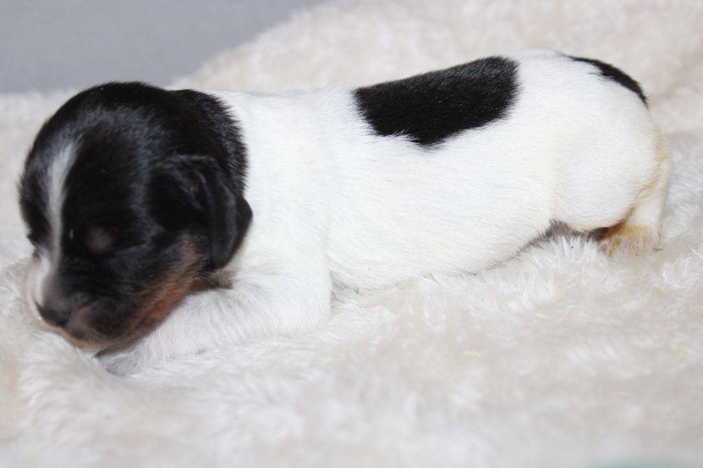 Publication : De La Vallée De La Py