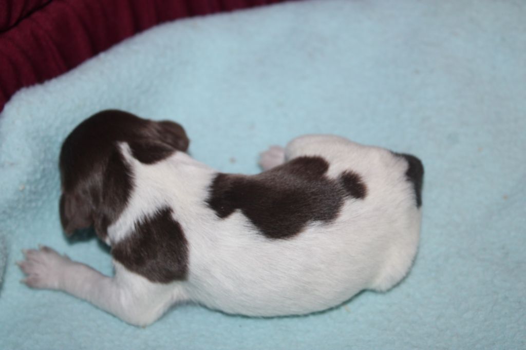 Toto De La Vallée De La Py