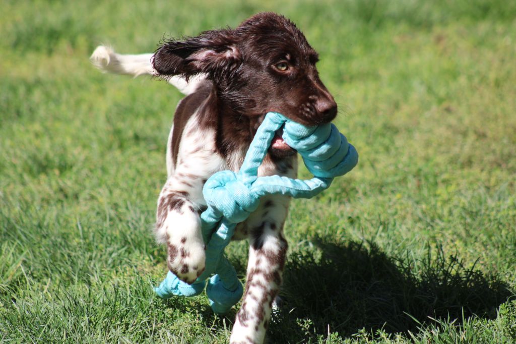 Alpha De La Vallée De La Py