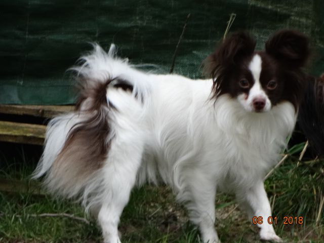 Mirabelle De La Vallée De La Py