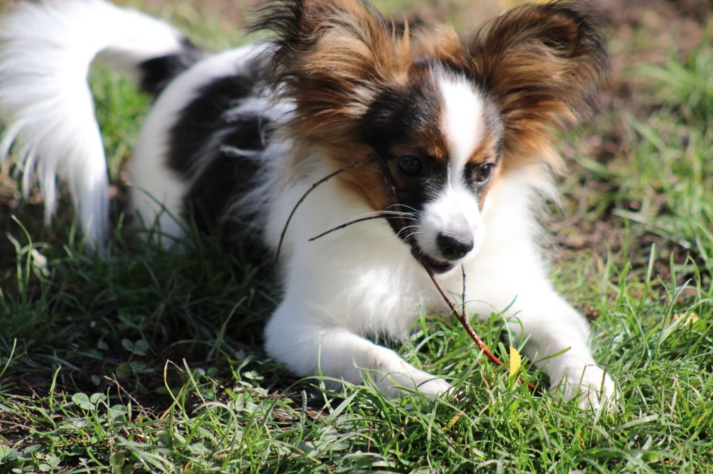 Ricky De La Vallée De La Py
