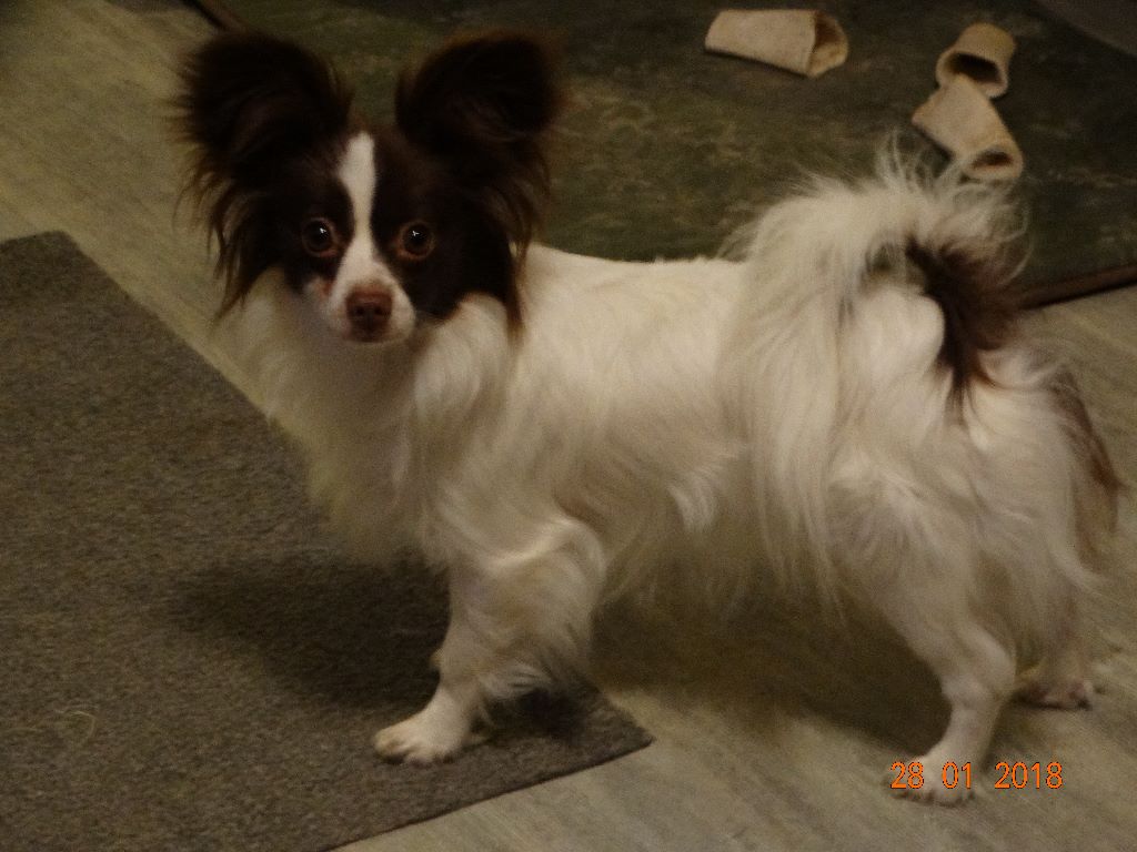 Mirabelle De La Vallée De La Py