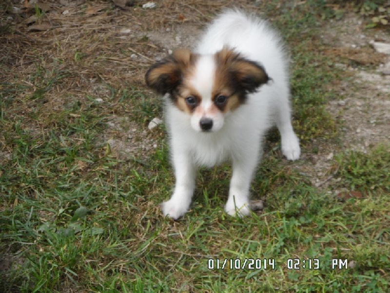 Jepp De La Vallée De La Py