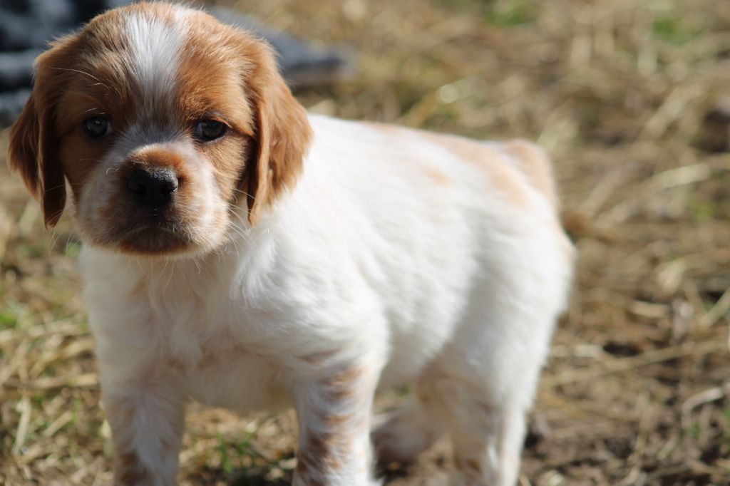 Artus De La Vallée De La Py