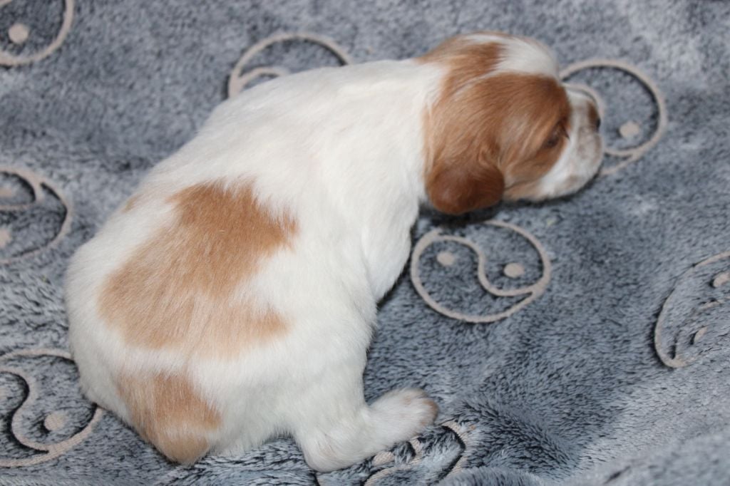 Artus De La Vallée De La Py