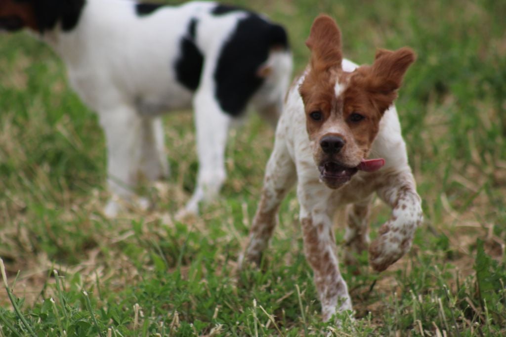 Artus De La Vallée De La Py