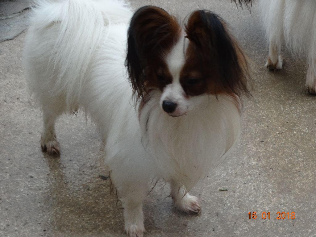 Jepp De La Vallée De La Py