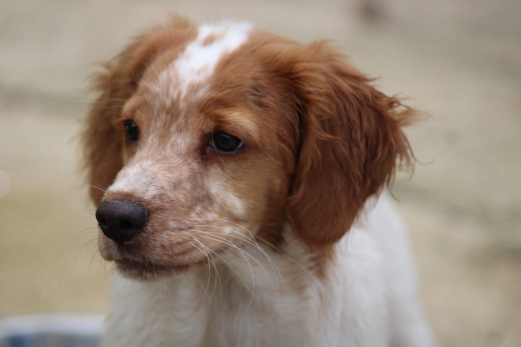 Tcho De La Vallée De La Py