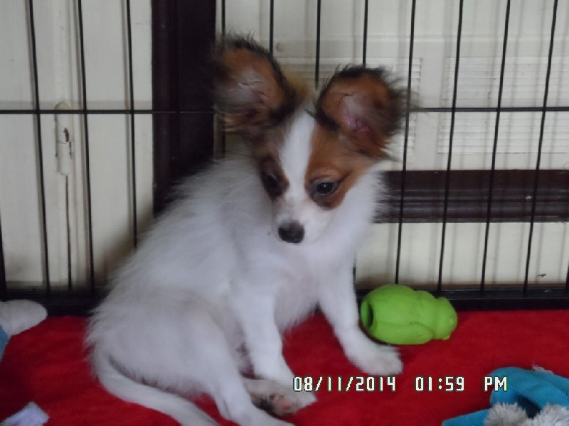 Jepp De La Vallée De La Py