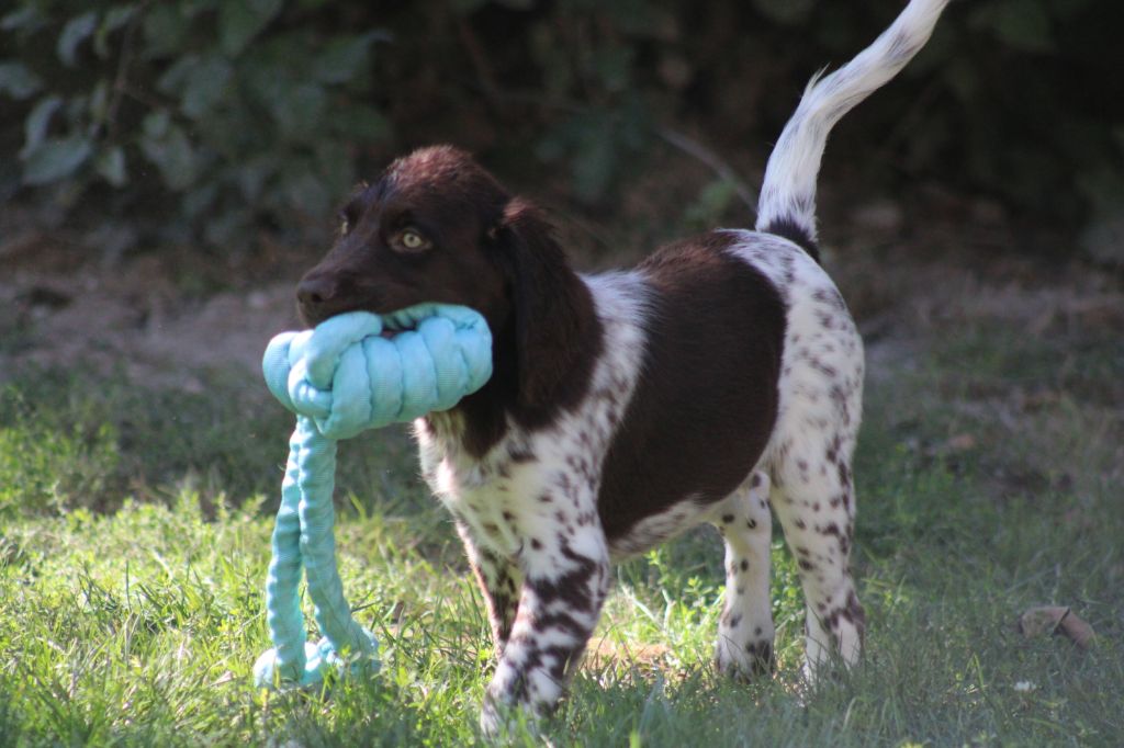 Alpha De La Vallée De La Py