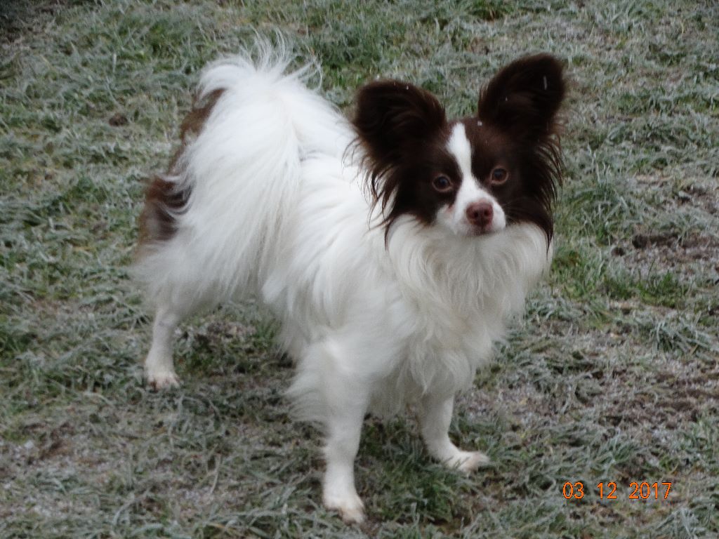 Mirabelle De La Vallée De La Py