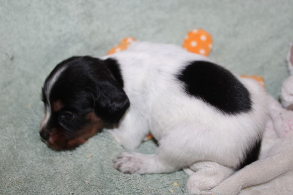 Publication : De La Vallée De La Py