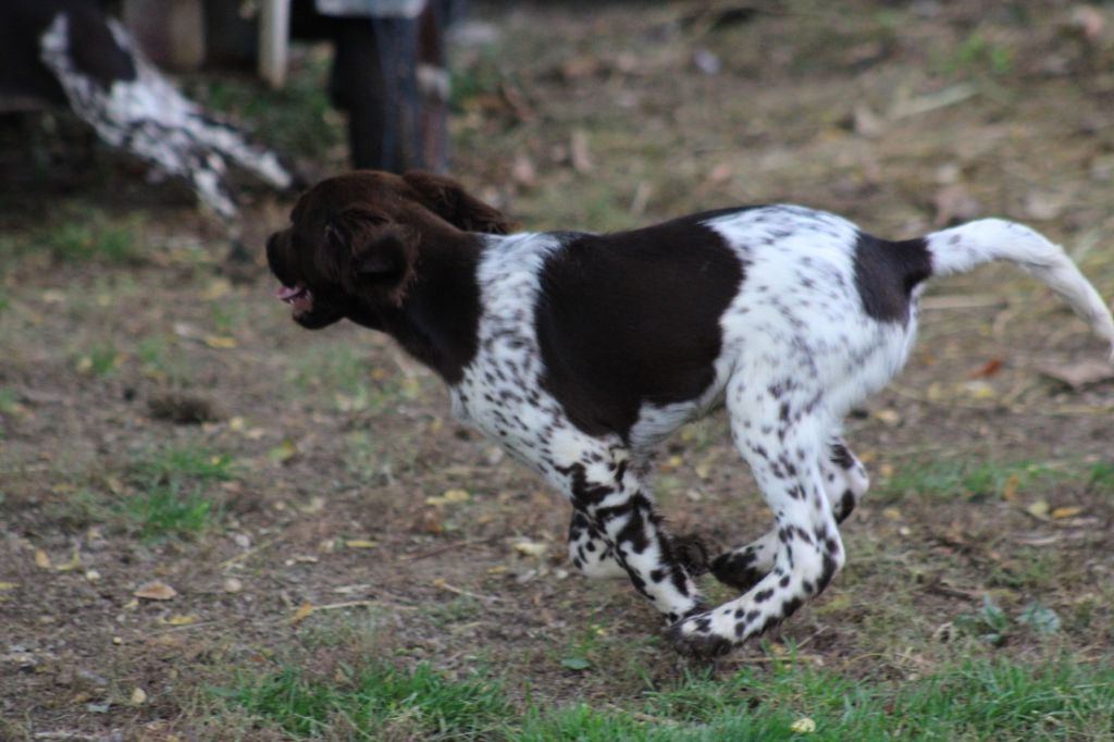 Alpha De La Vallée De La Py