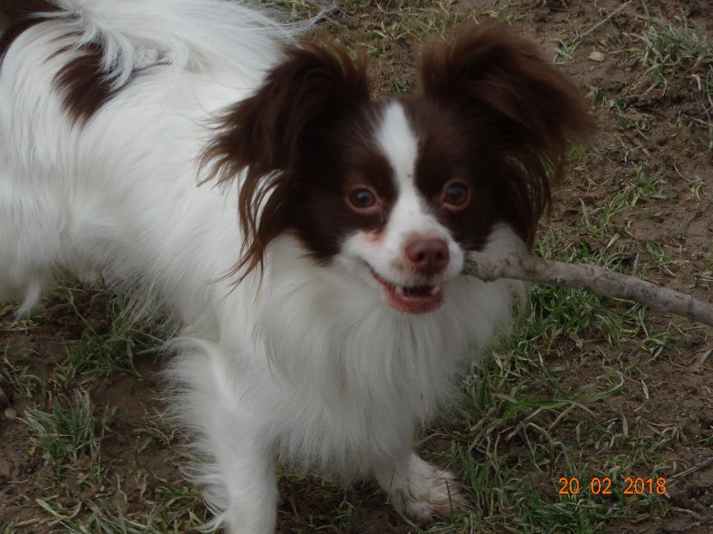 Mirabelle De La Vallée De La Py